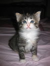 Chloe the Kitten