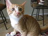 PJ the Particular Kitten