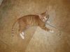 PJ the Particular Kitten