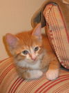PJ the Particular Kitten