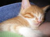 PJ the Particular Kitten