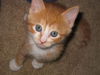 PJ the Particular Kitten