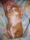 PJ the Particular Kitten