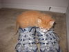 PJ the Particular Kitten