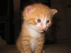 PJ the Particular Kitten