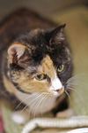 Winnie the Peaceful Calico