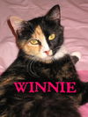 Winnie the Peaceful Calico
