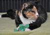 Winnie the Peaceful Calico