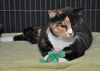 Winnie the Peaceful Calico