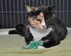 Winnie the Peaceful Calico