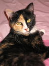 Winnie the Peaceful Calico