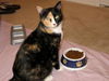 Winnie the Peaceful Calico
