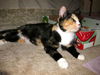 Winnie the Peaceful Calico