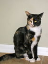 Winnie the Peaceful Calico