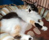 Penelope the Pretty Kitty