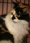 Penelope the Pretty Kitty