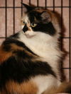Penelope the Pretty Kitty