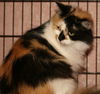 Penelope the Pretty Kitty