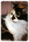 Penelope the Pretty Kitty