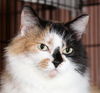 Penelope the Pretty Kitty