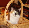 Penelope the Pretty Kitty