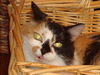 Penelope the Pretty Kitty