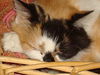 Penelope the Pretty Kitty