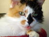 Penelope the Pretty Kitty
