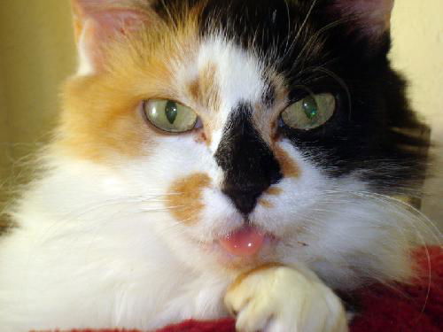 Penelope the Pretty Kitty