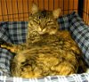 Memo the Maine Coon mix