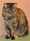 Memo the Maine Coon mix