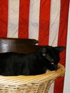Salem the Manx