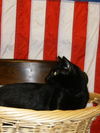 Salem the Manx