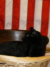 Salem the Manx