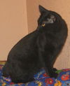 Salem the Manx
