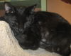 Salem the Manx