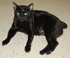 Salem the Manx