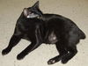 Salem the Manx