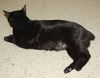 Salem the Manx