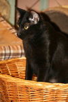 Salem the Manx