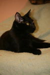 Salem the Manx