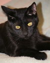 Salem the Manx