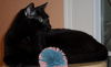 Salem the Manx