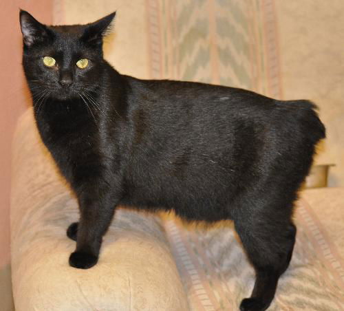 Salem the Manx
