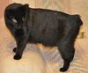 Salem the Manx
