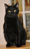 Salem the Manx