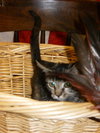 Tinkerbell the Tabby Kitten