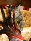 Tinkerbell the Tabby Kitten