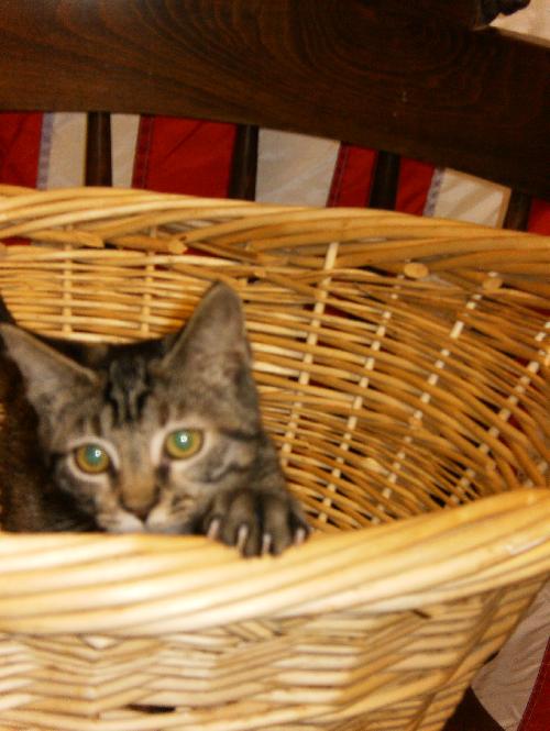 Tinkerbell the Tabby Kitten