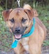 Gobo the Shiba Inu